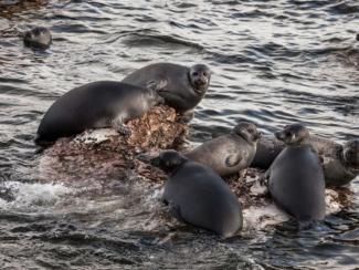 Как байкальская нерпа адаптируется к изменениям окружающей среды