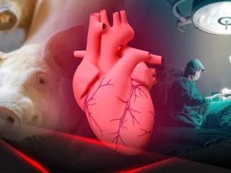 Как учёные преодолевают иммунные барьеры при пересадке органов от животных человеку