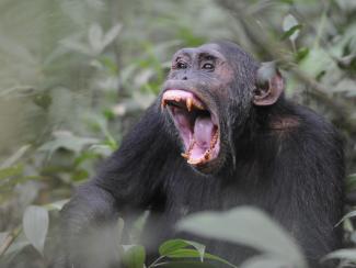 Как в Уганде шимпанзе объявили войну местным фермерам