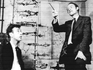 Весной 1953 года Фрэнсис Крик, Джеймс Уотсон и Морис Уилкинс расшифровали структуру молекулы ДНК