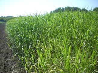 Ученые выделяют мискантус как наилучшую культуру для развития биоэнергетики
