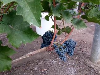 Завершающая часть мини-цикла про перспективы сибирского виноделия