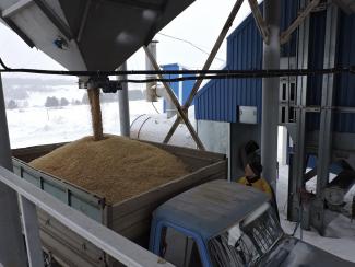 Аграрии покупают выращенные на опытном сельскохозяйственном производстве ИЦиГ СО РАН семена