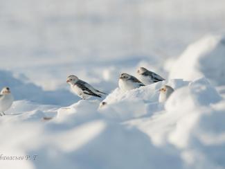Как в заказнике «Кирзинский» с помощью биотехнии помогают певчим птицам пережить суровую сибирскую зиму