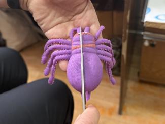 Арахнологи изучили гинандроморфию и интерсексуальность у пауков