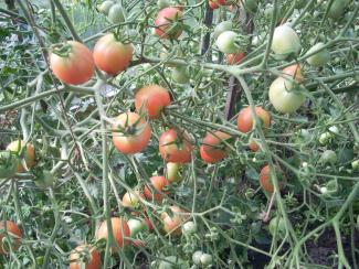 Любительская оценка сортов засолочных томатов селекции СибНИИРС 