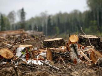 Эксперты начинают ставить под сомнение углеродно-нейтральный характер сжигания древесной биомассы