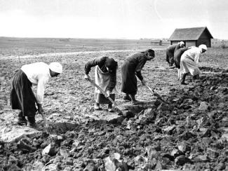 О забытых экспериментах советских аграриев военной поры