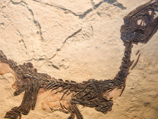 Как выглядел реальный мир динозавров с позиций современной науки
