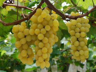 Новосибирские садоводы замахиваются на престижную виноградную «классику»