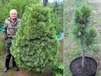 В Томске вывели уникальные сорта кедра на основе генетической коллекции «ведьминых метел»