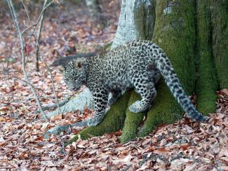 Как восстанавливают популяцию переднеазиатского леопарда