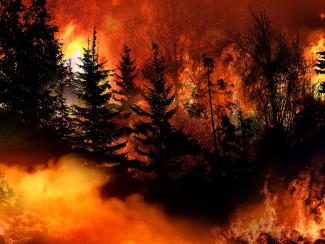 Будущее лесных пожаров предскажут по их прошлому