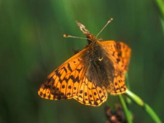Ученые исследовали фауну дневных бабочек Камчатки