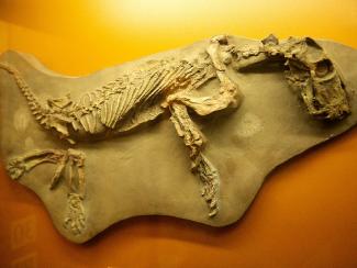 Репортаж с палеонтологических раскопок пермских звероящеров