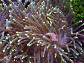 Морская анемона Heteractis crispa