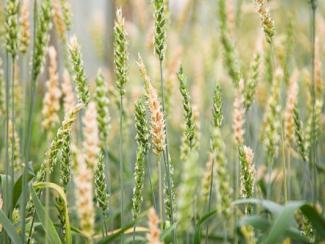 Пшеницу избавят от проблем со здоровьем