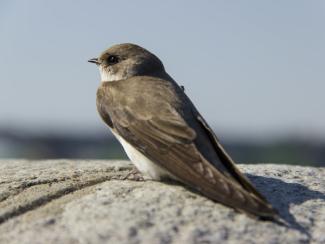 Генетики ИЦиГ СО РАН изучают, как протекала эволюция певчих птиц