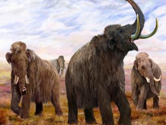 Палеонтолог Евгений Мащенко — о мамонтах и перспективах их воссоздания