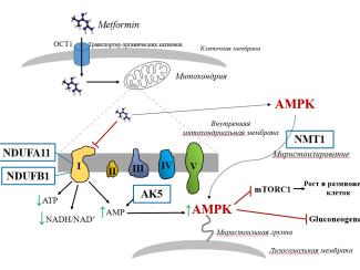 Про причины нечувствительности к лекарству при диабете рассказали в свежем номере «Вавиловского журнала»