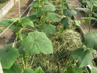 Важные нюансы при выращивании в теплицах огурцов селекции СибНИИРС 