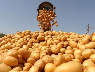 10 августа в Академгородке пройдет всероссийское совещание, посвященное выращиванию и селекции картофеля