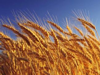 Ученые ИЦиГ СО РАН обращают мутации в генах пшеницы в свою пользу